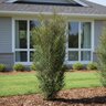 Rhamnus frangula Fine Line Proven Winners Buckthorn