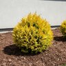 Thuja occidentalis Anna's Magic Ball Proven Winners Arborvitae