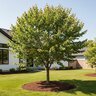 Cercis canadensis Luscious Lavender Proven Winners Eastern Redbud
