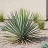 Yucca hybrid Dragon Slayer Proven Winners Adam's Needle