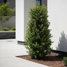 Ilex crenata Sky Box Proven Winners Japanese Holly