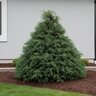 Chamaecyparis lawsoniana Haywire Proven Winners Port Orford Cypress