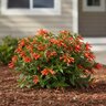 Cuphea hybrid Vermillionaire Proven Winners Firecracker Plant