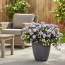 Neptune Proven Winners Annual Flower Combination