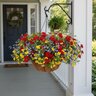 Aladdin's Lamps Proven Winners Annual Flower Combination