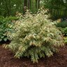 Leucothoe fontanesiana Paisley Pup Proven Winners Doghobble