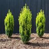 Ilex crenata Glow Stick Proven Winners Japanese Holly