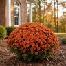 Chrysanthemum grandiflorum Autumn Sunset Proven Winners Garden Mum