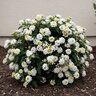 Lantana camara Bandana White Proven Winners Lantana