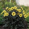 Dahlia Mystic Illusion Proven Winners Dahlia
