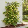Clematis x Funyella Proven Winners Clematis