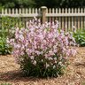 Oenothera (Gaura) lindheimeri Karalee White Proven Winners Gaura