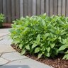 Salvia nemorosa Perfect Profusion Proven Winners Woodland Sage