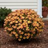 Chrysanthemum grandiflorium Flamingo Pineapple Proven Winners Garden Mum