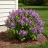 Syringa x Baby Kim Proven Winners Lilac