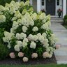 Hydrangea paniculata Quick Fire Fab Proven Winners Panicle Hydrangea