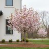 Prunus incisa Zuzu Proven Winners Ornamental Cherry