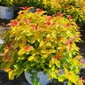Spiraea japonica Double Play Candy Corn Proven Winners Japanese Spirea