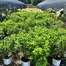 Hydrangea paniculata Color Choice Limelight Proven Winners Panicle Hydrangea Tree Form Standard 6 gal. Container