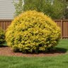 Thuja occidentalis Globosa Aurea Proven Winners Arborvitae