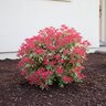 Pieris japonica Flaming Silver Proven Winners Japanese Andromeda