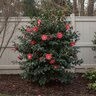 Camellia japonica Gunsmoke Proven Winners Camellia 6 ft. Height Ball and Burlap