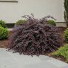 Loropetalum chinense Color Choice Jazz Hands Variegated Proven Winners Fringe Flower