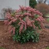 Pieris japonica Interstella Proven Winners Japanese Andromeda