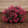 Loropetalum chinense Color Choice Jazz Hands Dwarf Pink Proven Winners Fringe Flower