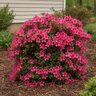 Rhododendron x Bloom-A-Thon Hot Pink Proven Winners Azalea