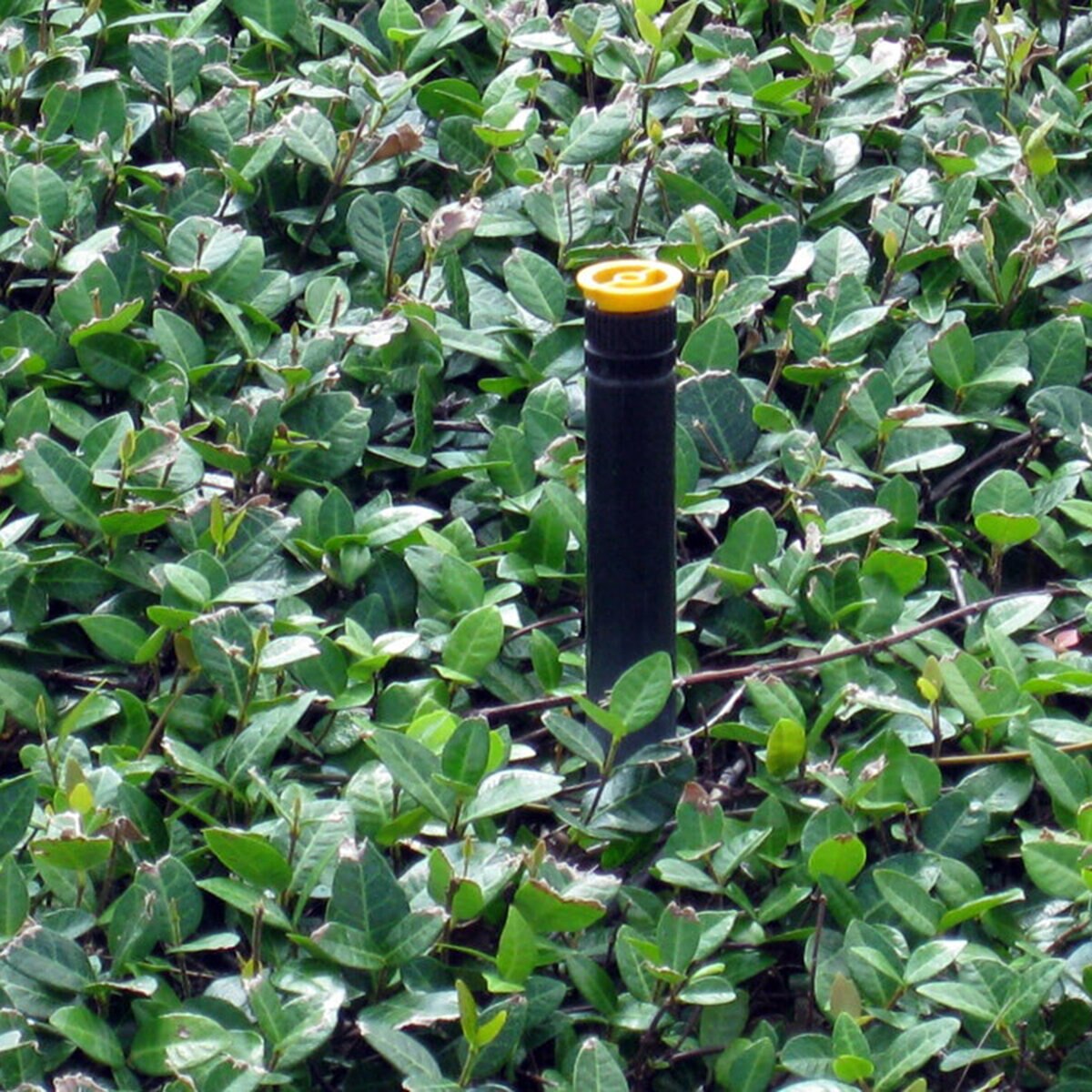 Rain Bird Drip System Operation Indicator | SiteOne US