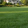 Roots Turf Food Fertilizer 12-0-12 50 lb. Bag