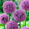 Allium Bulb Giganteum Gladiator Ornamental Onion Pallet Program 9 Count Bag