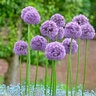 Allium Bulb Giganteum Gladiator Ornamental Onion Pallet Program 9 Count Bag