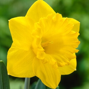 Narcissus Bulb Trumpet Dutch Master Daffodil