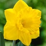 Narcissus Bulb Trumpet Dutch Master Daffodil 50 Count Bag
