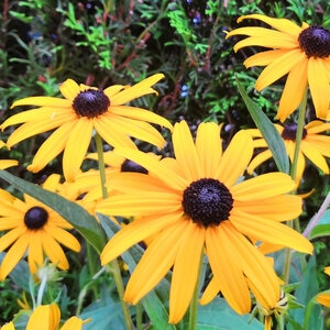 Rudbeckia Bulb Fulgida var. Sullivantii Goldstrum Black-Eyed Susan #1 3 Count Bag