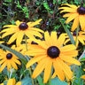 Rudbeckia Bulb Fulgida var. Sullivantii Goldstrum Black-Eyed Susan #1