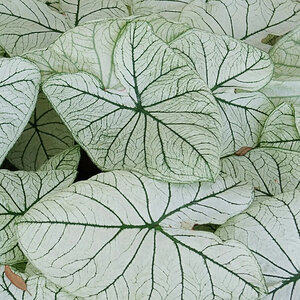 Caladium Bulb Fancy Leaf Allure Angel Wings  #1 200 Count Bag