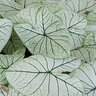 Caladium Bulb Fancy Leaf Allure Angel Wings  #1