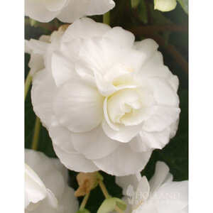 Begonia Bulb Superba White Double Begonia 2 Count Bag