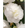 Begonia Bulb Superba White Double Begonia