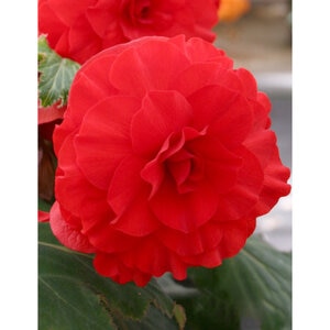 Begonia Bulb Superba Red Double Begonia 2 Count Bag