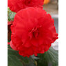Begonia Bulb Superba Red Double Begonia