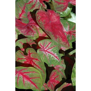 Caladium Bulb Fancy Leaf Scarlet Beauty Angel Wings #1 200 Count Bag