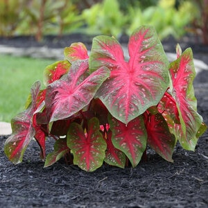 Caladium Bulb Fancy Leaf Fancy Leaf Red Flush Angel Wings #1 3 Count Bag