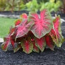 Caladium Bulb Fancy Leaf Red Flush Angel Wings #1