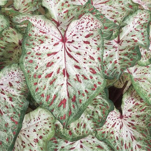 Caladium Bulb Strap Leaf Gingerland Dwarf Angel Wings #1 200 Count Bag