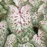 Caladium Bulb Strap Leaf Gingerland Dwarf Angel Wings #1