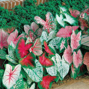 Caladium Bulb Fancy Leaf Summer Pink Angel Wings #1 3 Count Bag